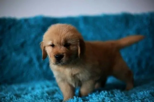 GOLDEN RETRIEVER-złote ,po championach, typ amerykański, Dolnośląskie, Wrocław