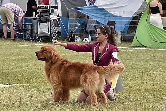 GOLDEN RETRIEVER-złote ,po championach, typ amerykański, Dolnośląskie, Wrocław