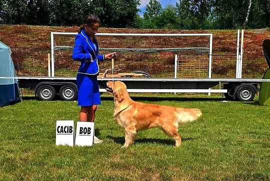 GOLDEN RETRIEVER-złote ,po championach, typ amerykański, Dolnośląskie, Wrocław