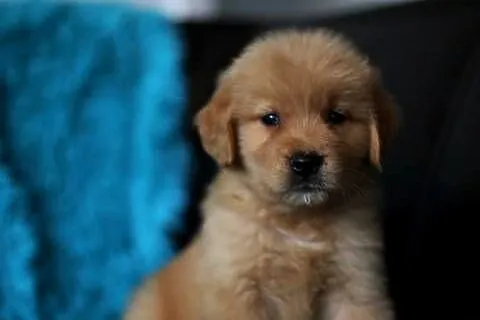 GOLDEN RETRIEVER-złote ,po championach, typ amerykański, Dolnośląskie, Wrocław