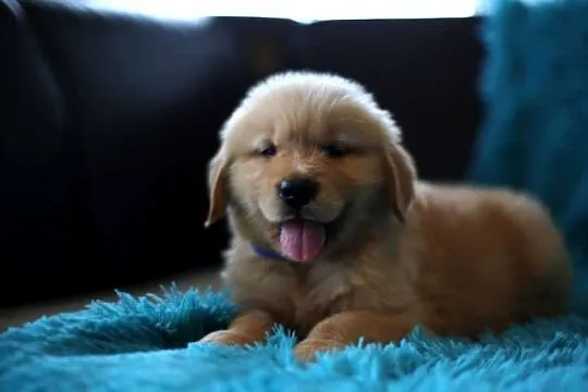 GOLDEN RETRIEVER-złote ,po championach, typ amerykański, Dolnośląskie, Wrocław