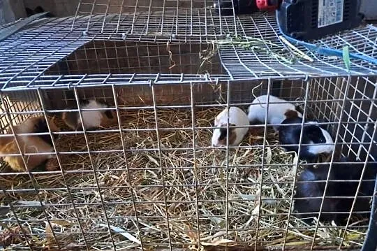 Świnki morskie – młode, zdrowe i oswojone | Naturalnie karmione