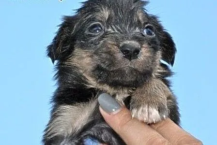 Bezunia suczka szczeniak malutka 5 tyg. ADOPCJA,