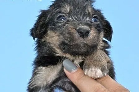 Bezunia suczka szczeniak malutka 5 tyg. ADOPCJA,  