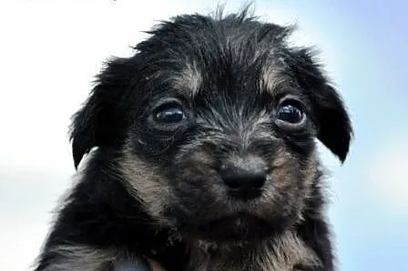 Bezunia suczka szczeniak malutka 5 tyg. ADOPCJA,  