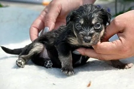 Bezunia suczka szczeniak malutka 5 tyg. ADOPCJA,  