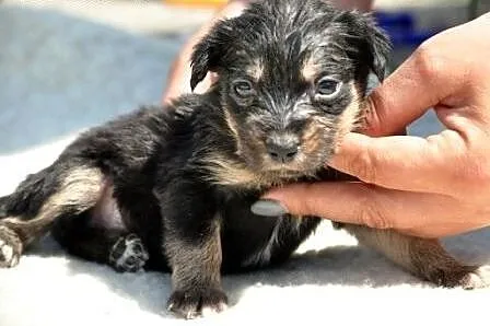 Bezunia suczka szczeniak malutka 5 tyg. ADOPCJA,  