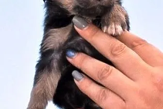 Bezunia suczka szczeniak malutka 5 tyg. ADOPCJA,  
