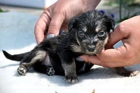 Bezunia suczka szczeniak malutka 5 tyg. ADOPCJA,  