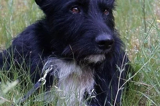 Alfred - jeden z najsmutniejszych psów w schronisk