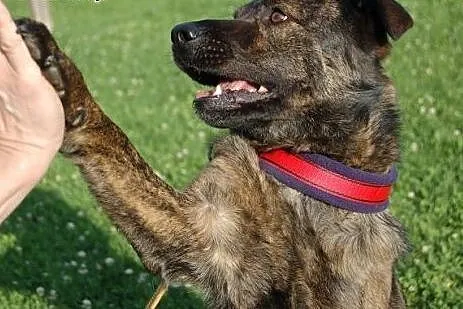 Doceń talent - adoptuj FARCIKA!,  mazowieckie Nowy