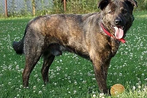 Doceń talent - adoptuj FARCIKA!,  mazowieckie Nowy
