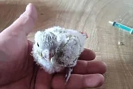 Ręcznie karmione Mnichy nizinne sprzedam