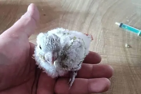 Ręcznie karmione Mnichy nizinne sprzedam