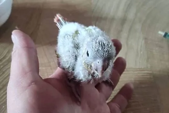 Ręcznie karmione Mnichy nizinne sprzedam, Łódzkie, Zgierz