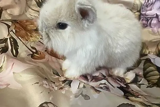 Króliki miniaturki, Łódzkie, Wieruszów