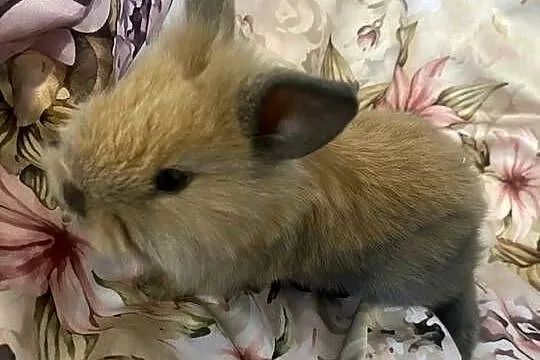 Króliki miniaturki, Łódzkie, Wieruszów