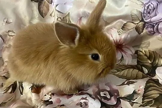 Króliki miniaturki, Łódzkie, Wieruszów