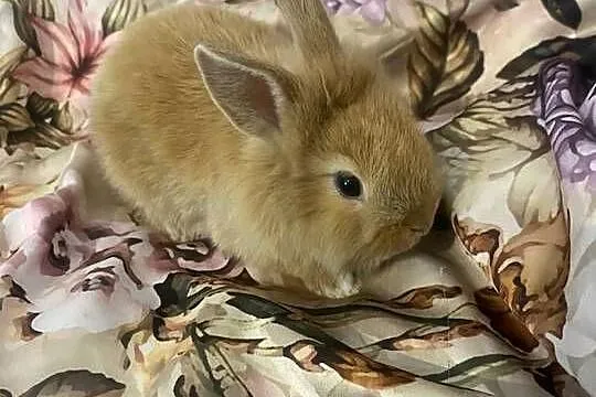 Króliki miniaturki, Łódzkie, Wieruszów