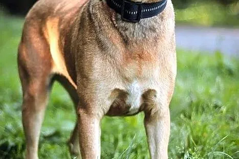 Lapis czeka na swojego człowieka :),  warmińsko-mazurskie Olsztyn, Warmińsko-mazurskie, Olsztyn