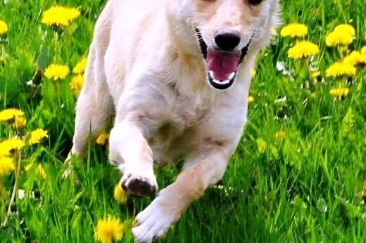 Lawa energiczna, aktywna suczka jak mini labrador ADOPCJA,  małopolskie Kraków