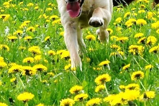 Lawa energiczna, aktywna suczka jak mini labrador 
