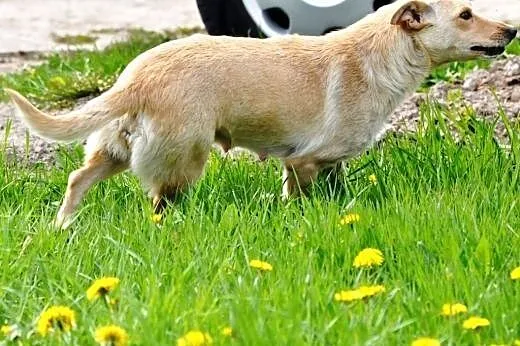 Lawa energiczna, aktywna suczka jak mini labrador 