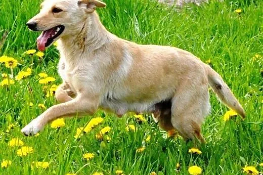 Lawa energiczna, aktywna suczka jak mini labrador 