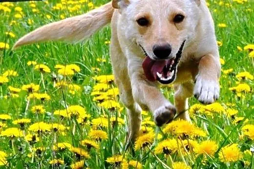 Lawa energiczna, aktywna suczka jak mini labrador 