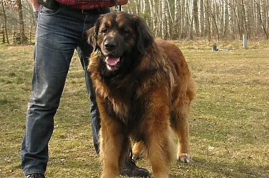 Leonberger - reproduktor