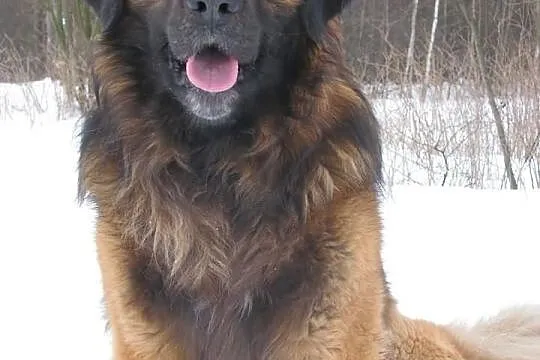 Leonberger - reproduktor