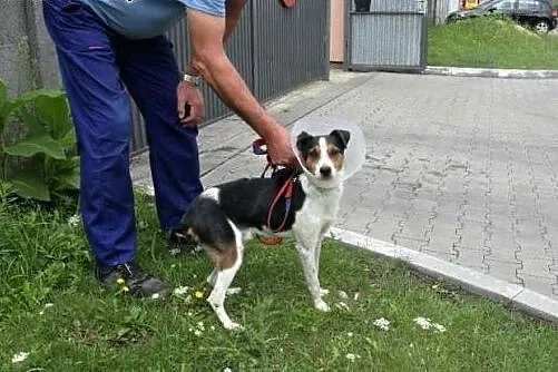 Trixi czeka na dom w schronisku,  śląskie Katowice