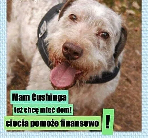 Frida- mix wyżeł, jedyna taka suczka w wielkiej po