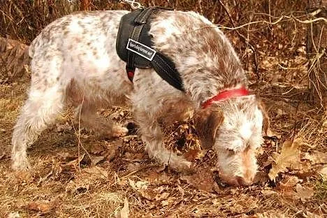 Frida- mix wyżeł, jedyna taka suczka w wielkiej po