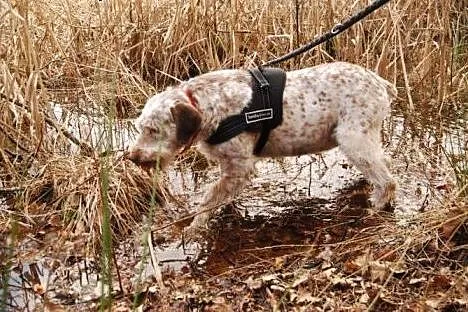 Frida- mix wyżeł, jedyna taka suczka w wielkiej po