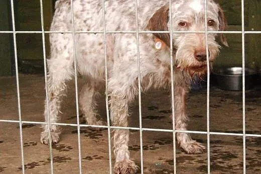 Frida- mix wyżeł, jedyna taka suczka w wielkiej po