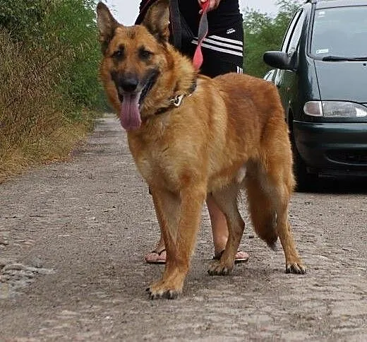 Diego - piękny,duży przyjacielski owczarek, Kunde