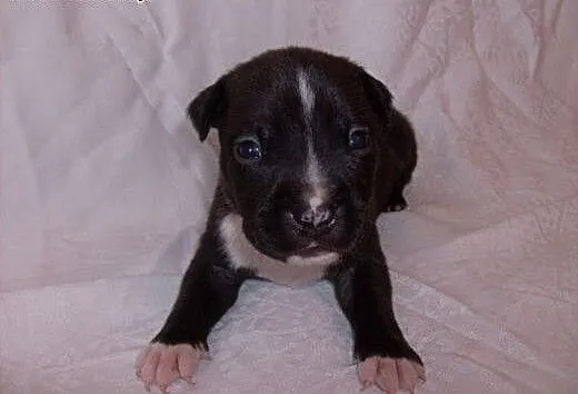 Silne szczeniaki Amstaff, opolskie Brzeg