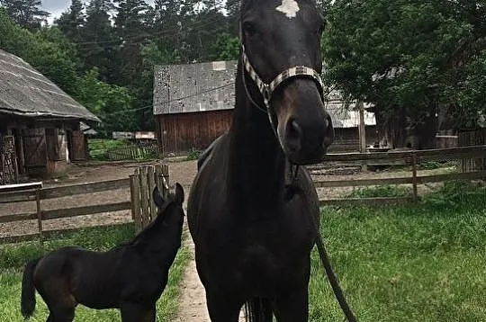 Klacze hodowlane ze źrebakami rasy małopolskiej - , Brody