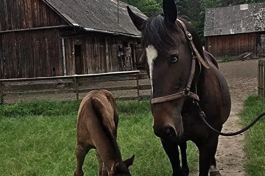 Klacze hodowlane ze źrebakami rasy małopolskiej - , Brody