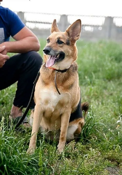 Fantastyczna sunieczka szuka domu. DO ADOPCJI :),