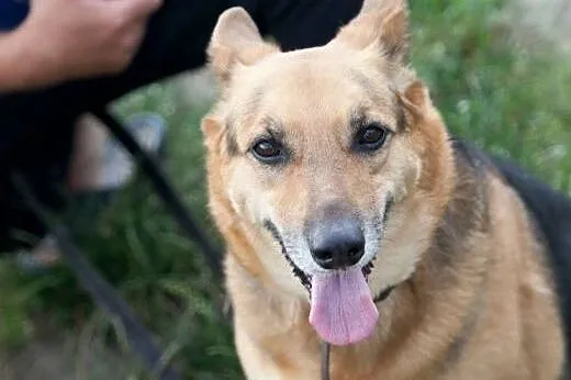 Fantastyczna sunieczka szuka domu. DO ADOPCJI :), 