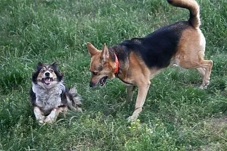 Fantastyczna sunieczka szuka domu. DO ADOPCJI :), 
