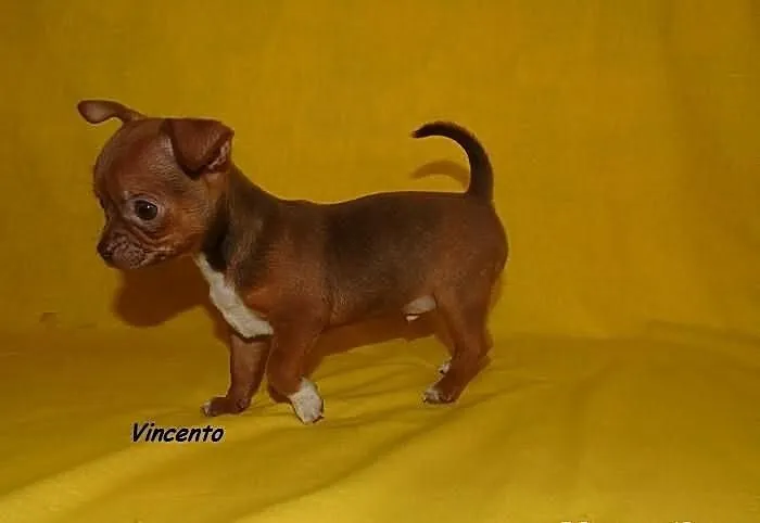 Chihuahua krótkowłosy piesek