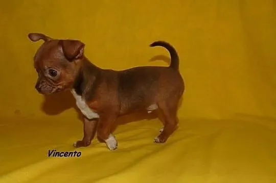 Chihuahua krótkowłosy piesek