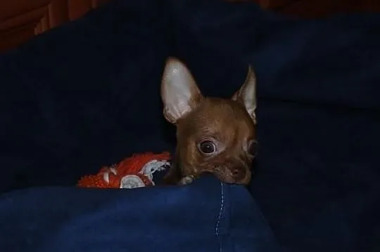 Chihuahua krótkowłosy piesek