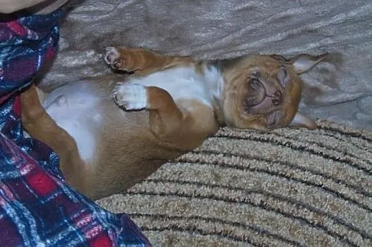Chihuahua krótkowłosy piesek