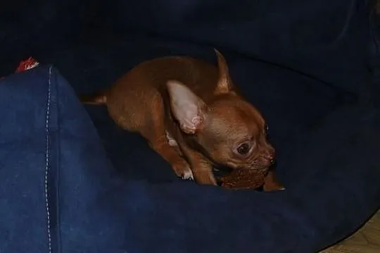 Chihuahua krótkowłosy piesek