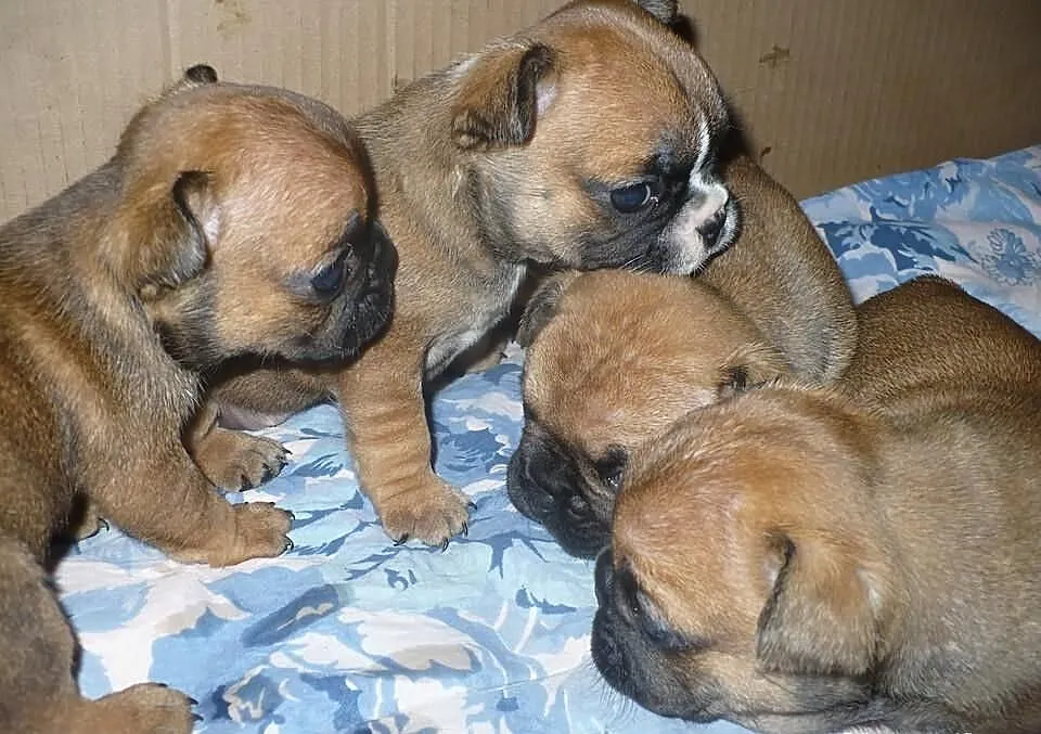 Buldog francuski - rudy - czerwony- REZERWACJA