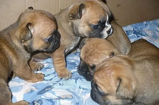 Buldog francuski - rudy - czerwony- REZERWACJA
